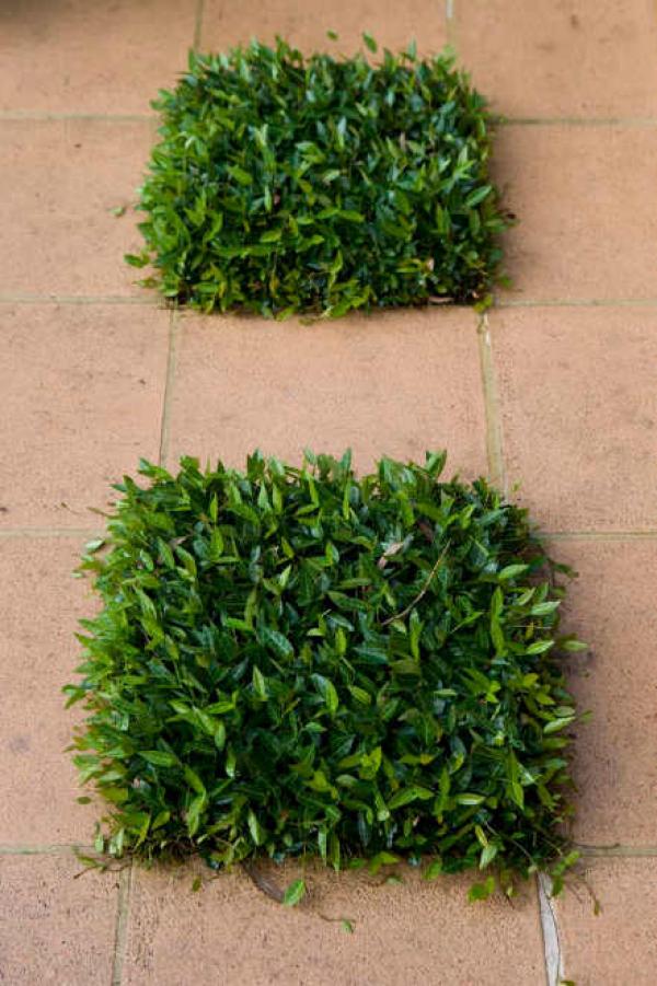 Снимка: Paul Bangay