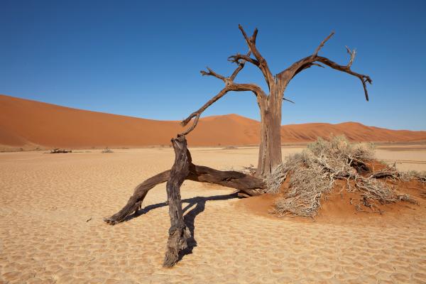 Namib, НамибияСнимка: DreamstimeВ Южна Африка се намира пустинята Намиб. Тя е по-малка от Сахара, но не по-малко впечатляваща. Пясъчните дюни Sossusvlei са най-високите в света, някои от тях издигащи се на 300 м височина и ако имате късмет, може да попаднете на слонове. Това е единствената пустиня, която се радва на тези животни . В най-старата пустиня на света могат да бъдат открити огромен брой уникални видове растения и животни. Тази пустиня е удивявала геолозите от години, но все още има неразкрити загадки. Във водите около бреговете на пустинята духат силни южни ветрове с мъгли и течения, които са причината моряците да си губят пътя. Северният бряг е наречен „Бряг на скелетите" заради големия брой корабокрушения, които са се случили в района. Останки от тези корабокрушения могат да бъдат открити на 50 метра навътре в острова, тъй като пустинята бавно завзема територия от океана.