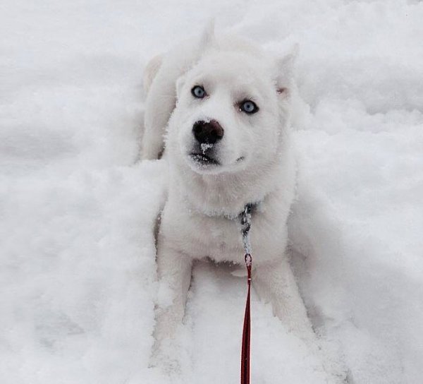Снимка: imgur.com