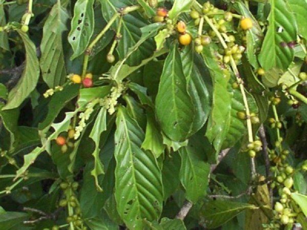2. Аяуаска (Ayahuasca)Аяуаската се споменава в писанията на някои от най-ранните мисионери в Южна Америка. Консумацията ѝ предизвиква дълбоки умствени, физически и духовни ефекти. Аяуаската може да се нарече „специалната шаманска съставка“ или дори да се приеме като цяла лечебна традиция на територията на Амазонка. Ефектът от приема ѝ много зависи от силата на растението и от самия ритуал по време, на който се приема тя. Обикновено аяуаската предизвиква халюциногенни видения, като естеството им е индивидуално за всеки човек.Снимка: listverse.com