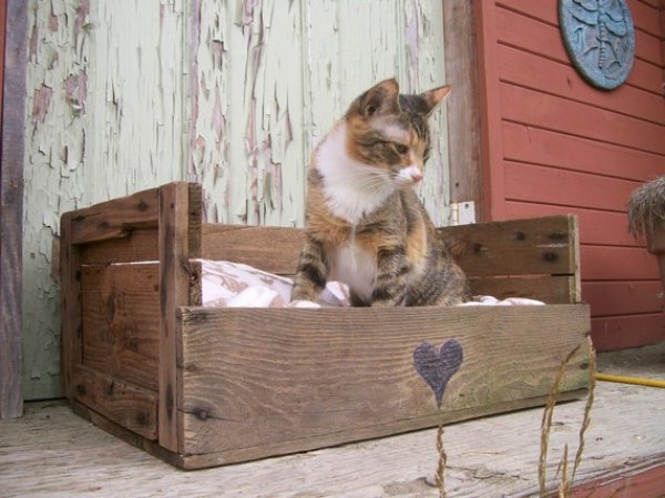 Като легло за котенца... Снимка: homedit.com
