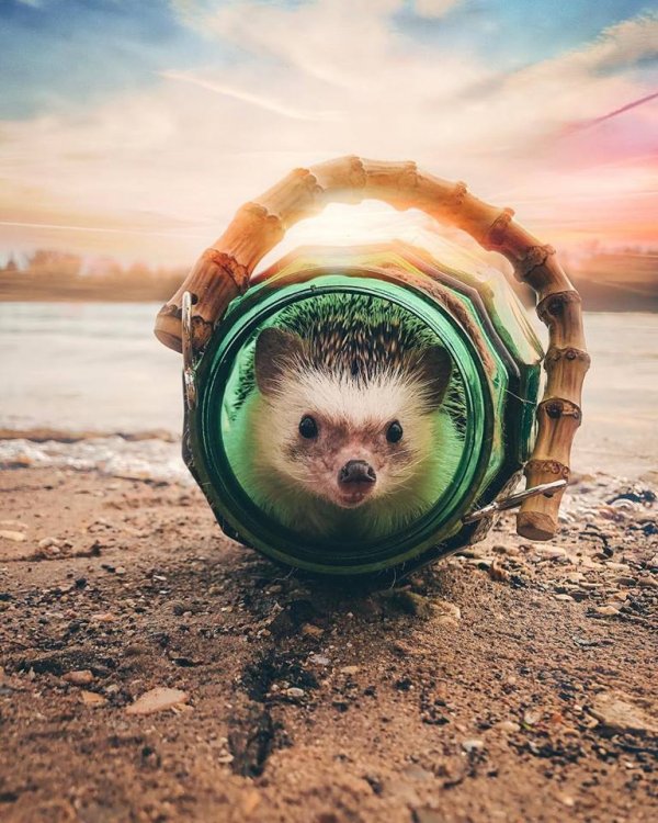 Mr.Pokee the Hedgehog/Facebook