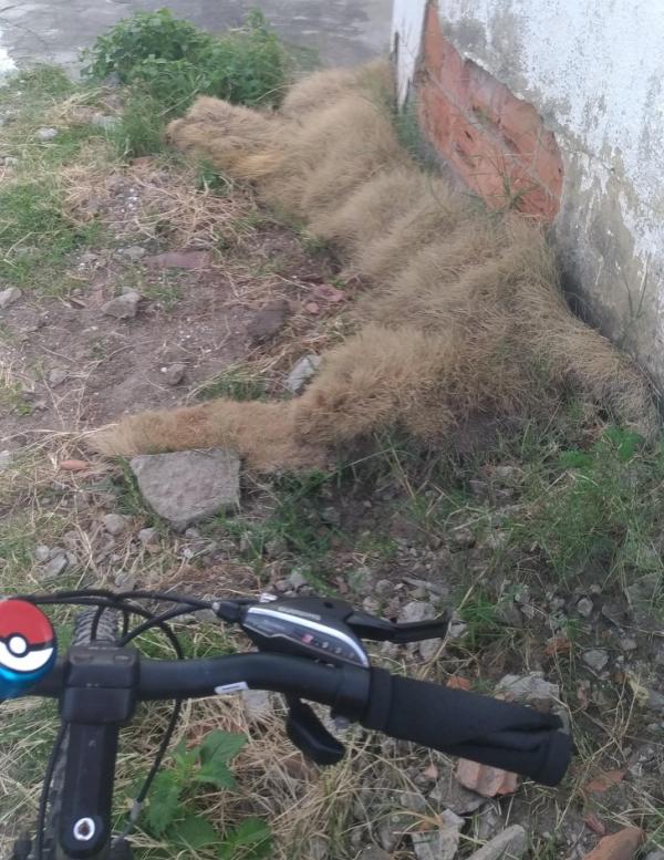 Трева във формата а гигантска котка. Снимка: reddit