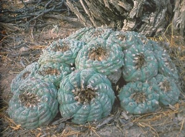 3. Мескалин (Lophophora williamsii)Сведения за употребата на Мескалин има още за периода от 3780 до 3660 година пр.Хр. Той е бил използван от коренното население в северната част на Мексико и от различни индиански племенни групи на територията на Оклахома и Тексас. Мескалинът е използван в религиозни ритуални в югозападните части на САЩ в началото на 20-ти век. Обикновено се консумира като чай и действието трае между 10 и 12 часа. Когато се комбинира с подходяща настройка, мескалинът предизвиква състояния на дълбока медитация и прозрение от духовно естество. Понякога може да има и изразени визуални и звукови ефекти.Снимка: listverse.com
