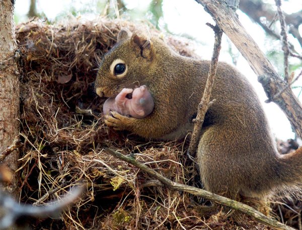 Снимка: pensivesquirrel.wordpress.com