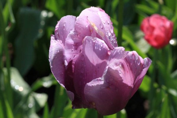 Снимка: www.keukenhof.nl