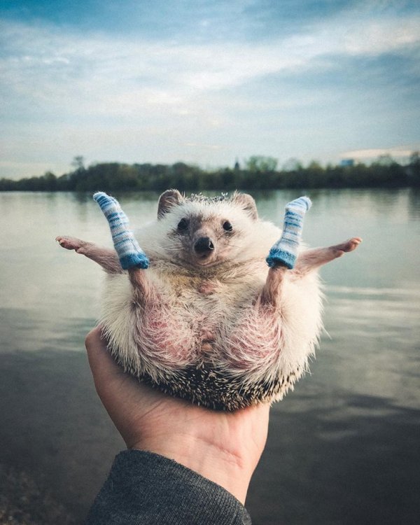 Mr.Pokee the Hedgehog/Facebook