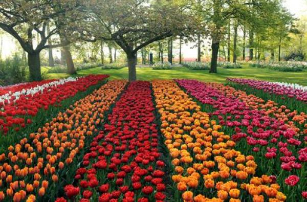 Градините Кьокенхоф - Холандия (Keukenhof Gardens)Снимка: keukenhof.nlТази градина представлява безпрецедентно богатство от живописни флорални пейзажи. Тук са засадени безкраен брой сортове цветя, които се редуват с красиви произведения на изкуството. Уникално красивото място е световно известно и е едно от най-популярните дестинации в Холандия. Градината е дом на 7 милиона лалета, сред които има специални хибриди, които са били, или са в процес на селектиране. Една от гордостите на градината е внушаващото благоговение руско черно лале Баба Яга.