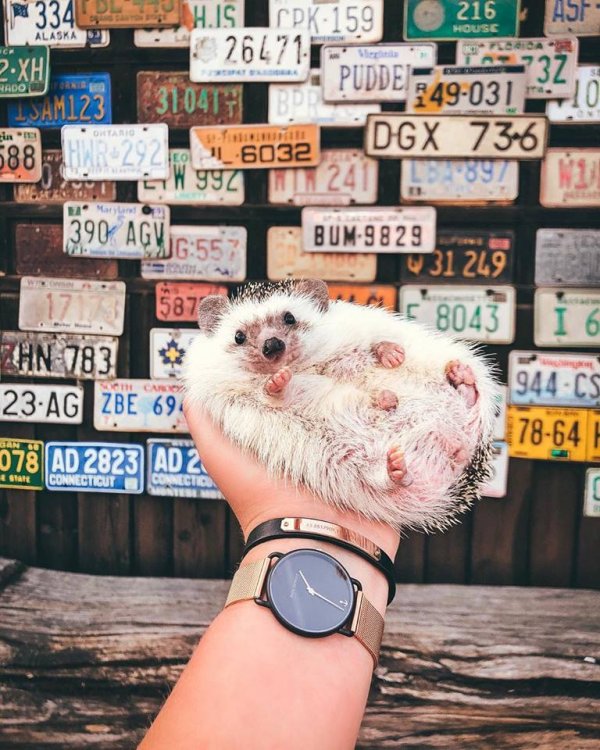 Mr.Pokee the Hedgehog/Facebook