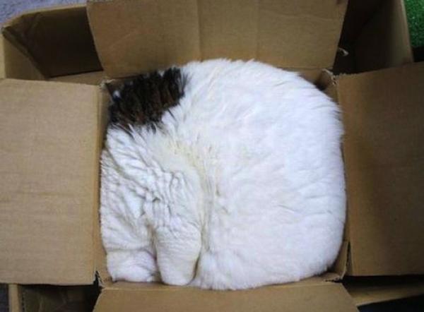 Снимка:imgur.com