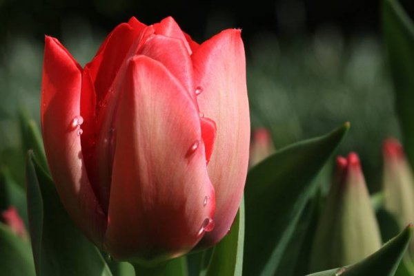 Снимка: www.keukenhof.nl
