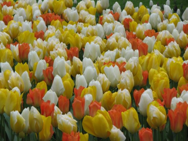 Снимка: www.keukenhof.nl