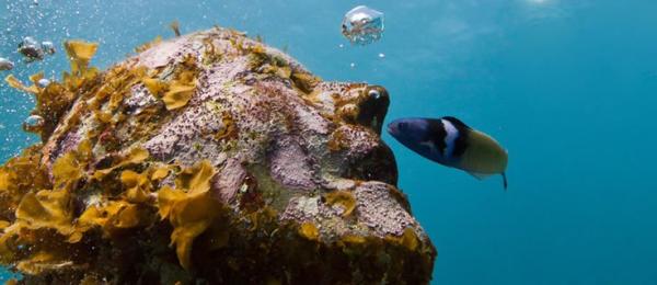 Снимка: Facebook (Cancun Underwater Museum)