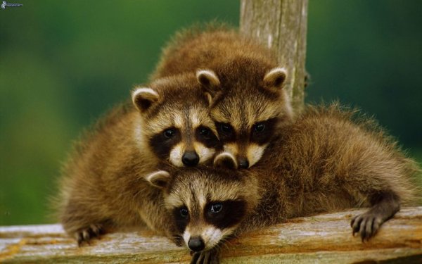 Снимка: boredpanda.com