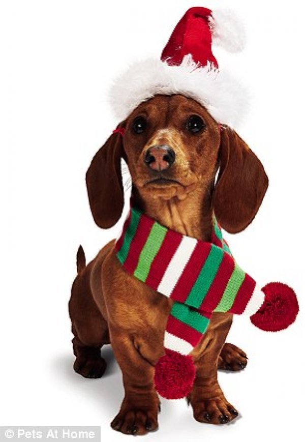 Снимка: Pets At Home