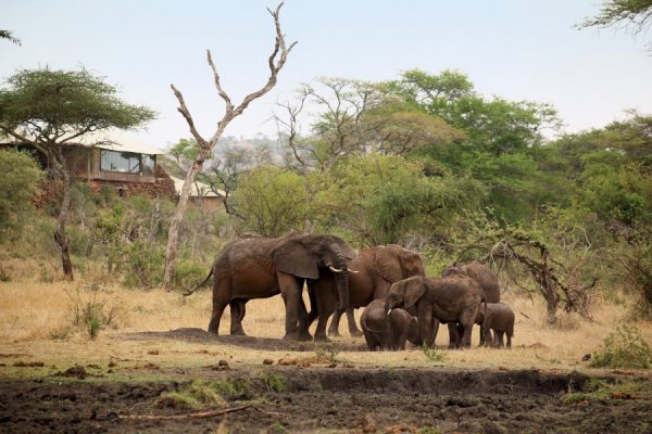 Снимка: Singita Grumeti Reserves