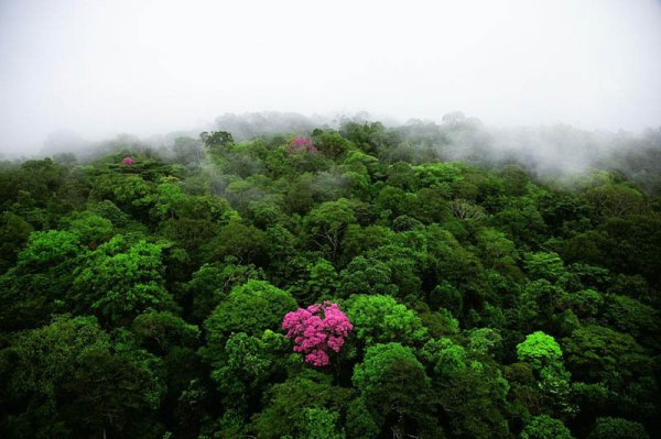 Френска Гвиана... Снимка: Yann Arthus Bertrand