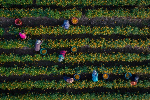 Снимка: Dronestagram