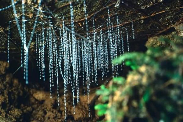 Свтвщата пещера Уайтомо (Waitomo Glowworm Cave) - Нова Зеландия, Снимка: mediadump.comПещера Уайтомо (Waitomo Glowworm) в Нова Зеландия се намира на Северния остров. Тя е част от пещерната система Уайтомо (Waitomo), която, включва пещерата Руакури (Ruakuri) и пещерата Арануи (Aranui). Както подсказва името, пещерата служи като дом на блестящи пещерни организми, които осветяват по уникален начин  интериора на варовиковия комплекс. Пещерата е била подводна до преди 30 милиона години и в нея се виждат фосили на черупки, скелети и корали.