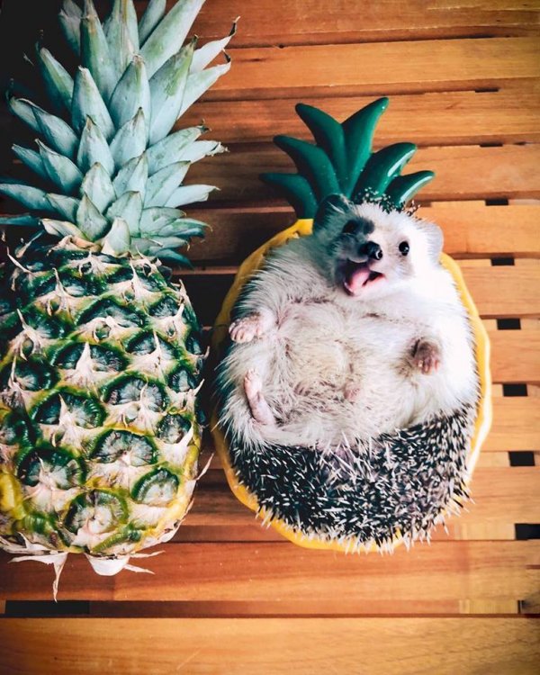 Mr.Pokee the Hedgehog/Facebook