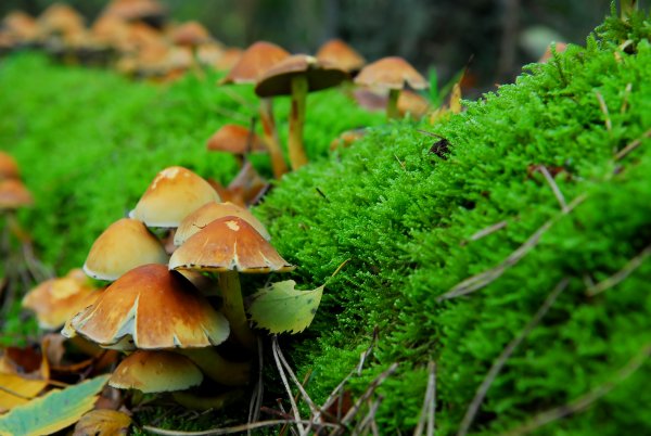 4. Халюциногенна гъба (Psilocybin mushrooms)Халюциногенните гъби са били част от културата на някои цивилизации още от преди векове. За тях се споменава в първите писмени сведения от много ранната история. Древни рисунки на гъбата, датиращи от преди 5000 години пр. Хр. са били открити в пещери в Северен Алжир. В централна и Южна Америка строяли храмове за „Боговете гъби“ още 1000-1500 година пр.Хр. Халюциногенните гъби били използвани от ацтеките в церемонии и ритуали. Те ги поднасяли заедно с мед или шоколад на някои от най-свещените им събития. Поглъщането на гъбите засяга зрението и слуха, промяната в настроението може да варира от много приповдигнато до много меланхолично.Снимка: Dreamstime