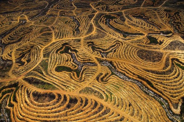 Борнео, Индонезия... Снимка: Yann Arthus Bertrand