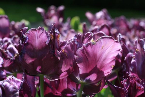 Снимка: www.keukenhof.nl