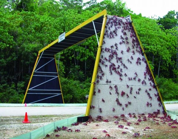 9. Crab Bridge – Остров Рождество, АвстралияЗащо раци трябва да пресичат пътя? За да стигнат от другата страна и да се присъединят към 120 милиона от своите събратя. Остров Рождество е малка австралийска територия, намираща се на около 500 км от бреговете на Индонезия. Всяка година на острова има миграция на червени раци. Раците са толкова много, че правят пътищата непроходими. Затова рейнджъри правят едни от най-странните мостове в света, които също така имат един от най-натоварения трафик.Снимка: tywkiwdbi.blogspot.com
