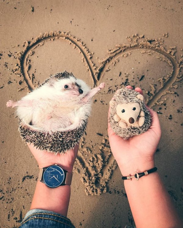 Mr.Pokee the Hedgehog/Facebook