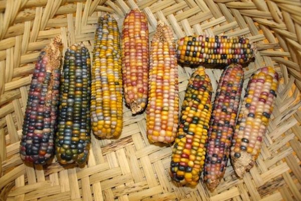 Снимка: bonafidefarm.com