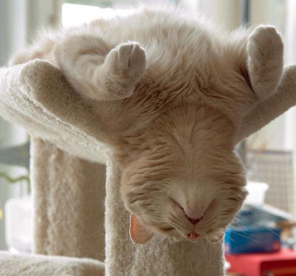 Снимка: BoredPanda
