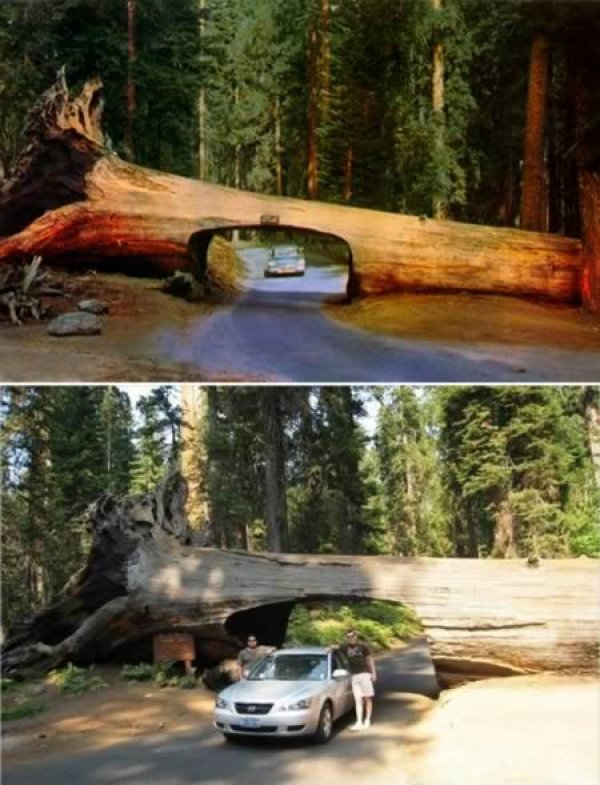 Този тунел се намира в Националния секвоя парк в Калифорния. Гигантското дърво пада на пътя през далечната 1937 год. и вместо да го отстрани, ръководството на парка решава да изреже проход през стъблото му. Той е широк 5,18 м и 2,44 м висок.