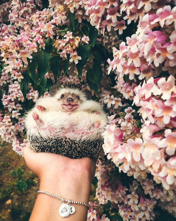 Mr.Pokee the Hedgehog/Facebook