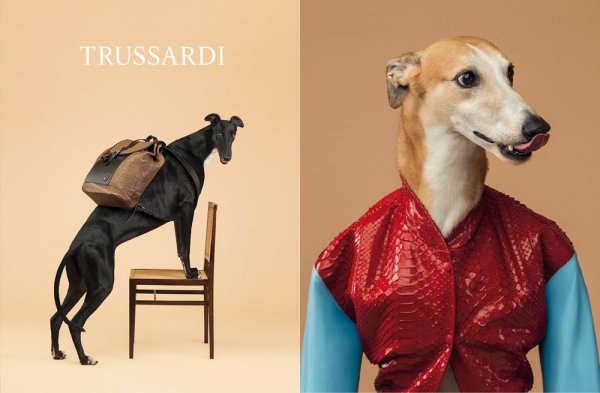 9. Trussardi Spring/Summer 2014С участието на хрътки, фотограф – Уилям УегманОснователно вниманието на всички бе насочено към хрътките на Trussardi – кампанията на марката за пролет-лято 2014 открадна светлините на прожекторите. За да отпразнува 40-годишнината от създаването на логото с главата на хрътка. Ето защо италианската марка нае световноизвестния американски портретист Уилям Уегман, който е снимал собствените си хрътки облечени в костюми на повече от 50 години. Това подсказва,ч е най-новата колекция на марката е ретро, изчистена и вдъхновена от цветовете.Снимка: Trussardi