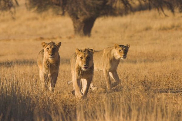 Ботсвана; Снимка: DreamstimeБотсвана е домът на сините води на Okavango Delta и е една от най-малко посещаваните страни в Африка. Тук може да се насладите на природни красоти в националните паркове Chobe, Moremi и Central Kalahari Game Reserve. Сафаритата са по-евтини в тази страна отколкото в съседните й африкански държави.