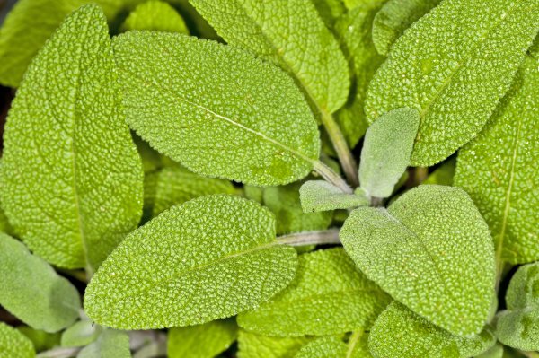 5. Салвия дивинориум (Salvia divinorum)Растението се среща в района на Оахака, Мексико. Шаманите там го използват, за да могат да получат по-ясни видения. По време на ритуалите те изстискват сока от листата на салвията и го смесват с вода, като така получават „чай“, чрез който предизвикват виденията си. Растението може още да се дъвче и пуши, като ефектът от приема може да е неконтролируем смях, чувство на спокойствие и подобряване на настроението. Действието на салвията трае само няколко минути.Снимка: Dreamstime