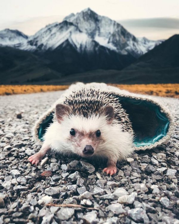Mr.Pokee the Hedgehog/Facebook