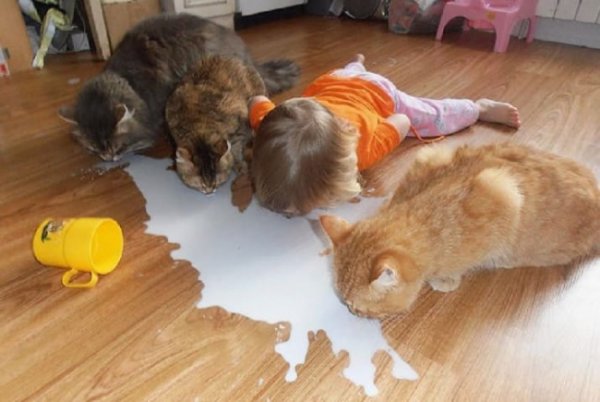 Каквато котката – такова и детето. Снимка: Imgur