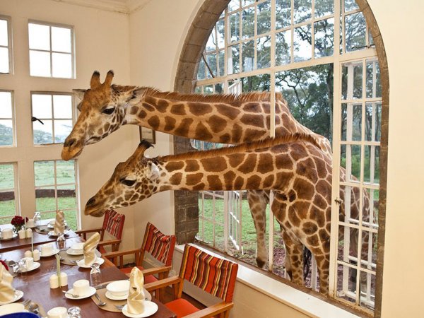 Кения - Giraffe ManorСнимка: giraffemanor.com