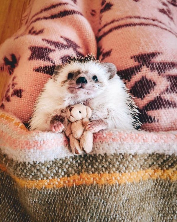Mr.Pokee the Hedgehog/Facebook