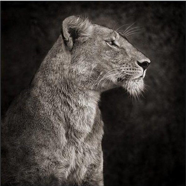 Снимка: Nick Brandt