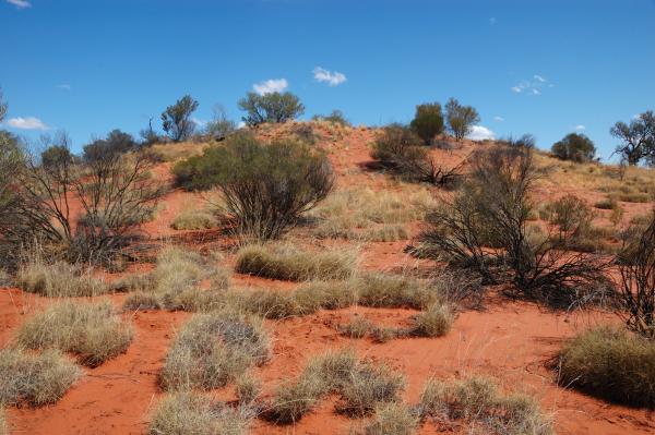 Simpson Desert, АвстралияСнимка: DreamstimeАвстралия е домът на четири големи пустини: Стъртс Стоуни, Танами, Грейт Виктория и Симпсън, която е известна като "Голямото Червено" (The Big Red) заради дюните от червен пясък. Те варират на височина от 3 до 30 метра. Най-известната дюна, Напанерика или Биг Ред, е висока цели 40 м.