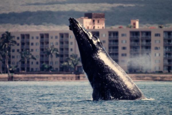 5. Kihei, Maui, Хавай (ноември-април)В Kihei има от всичко – красиви плажове, хубави магазини, страхотни голф игрища и разбира се – възможност да наблюдавате китове. В Humpback Whale National Marine Sanctuary може да научите всичко за застрашените китове, да чуете записани песни на китове и дори да ги видите, ако сте в подходящия период. Пикът на сезона е от февруари до март. През този период дори не е необходимо да влизате с лодка във водата, защото ще може да видите китовете още от брега.Снимка: tripwow.tripadvisor.com