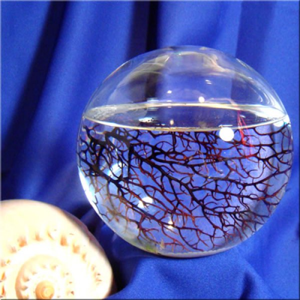 Снимка: eco-sphere.com