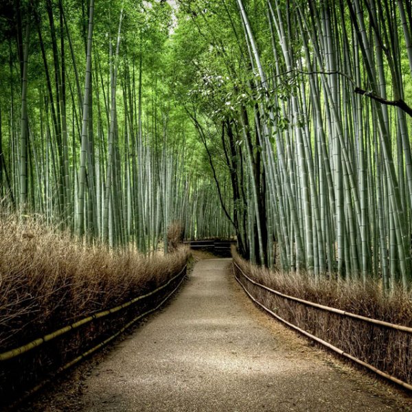 Снимка: surfbumps.comБамбуковата гора Sagano Bamboo Grove, Япония