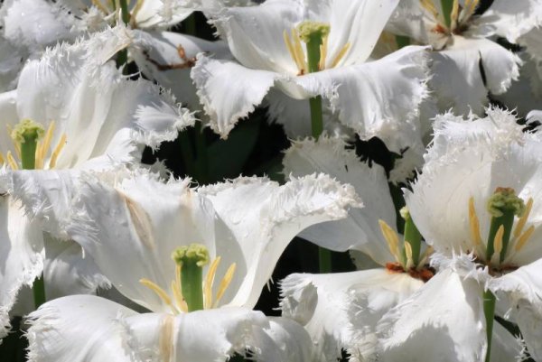 Снимка: www.keukenhof.nl
