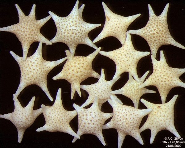 Снимка: sandatlas.org
