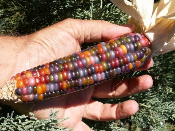Снимка: bonafidefarm.com