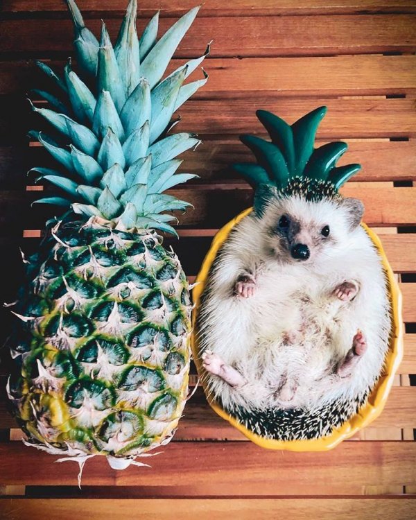 Mr.Pokee the Hedgehog/Facebook