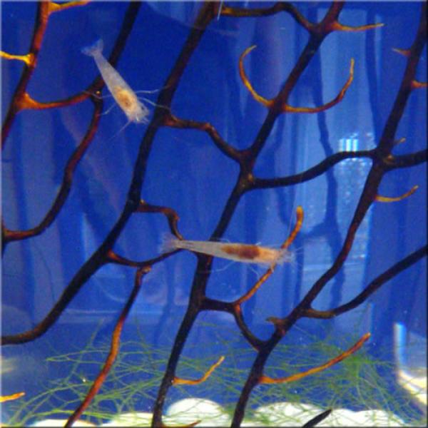 Снимка: eco-sphere.com